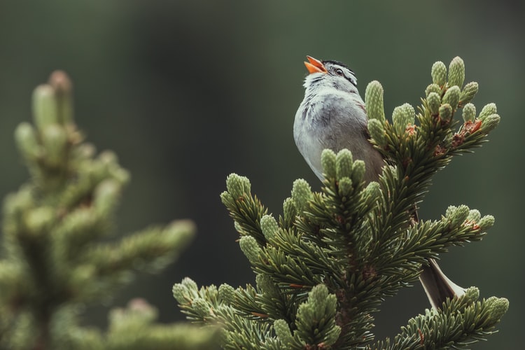Gray bird singing
